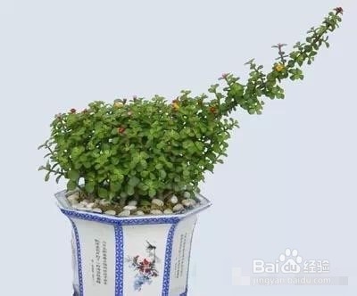 爱好养花,怎么样把花给养护好呢?太全了!赞!