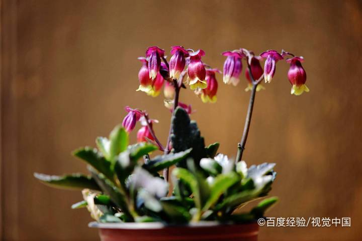 紫乐多肉夏天怎么养