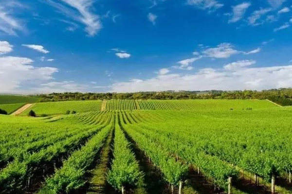 现代世界农业经过了几次大的产量突破