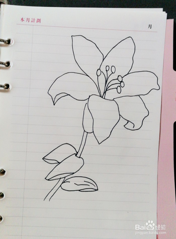 百合花手绘步骤