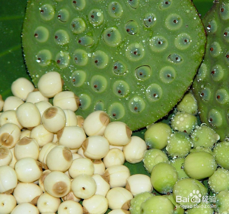 莲子有什么食用技巧和食疗功效?