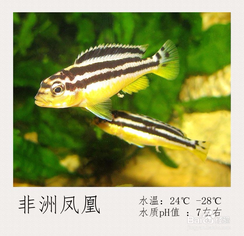 初学者一定要知道的观赏鱼非洲凤凰饲养方法