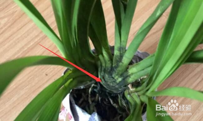 十几年养大花蕙兰经验分享