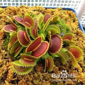 食蝇草怎么养护