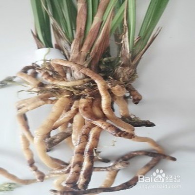 黄金彩虹怎么养