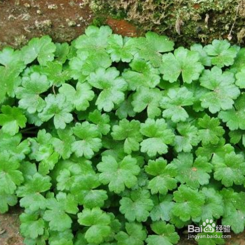 怎样培育天胡荽才会长得好？