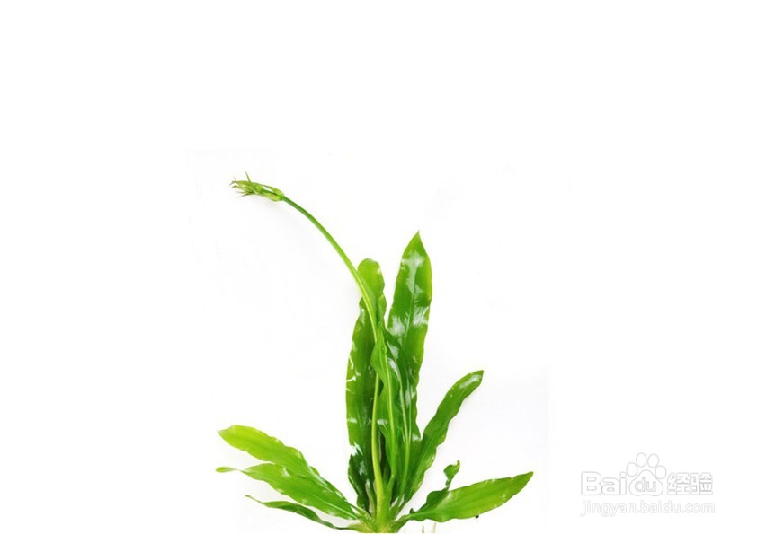 养鱼需要准备什么东西