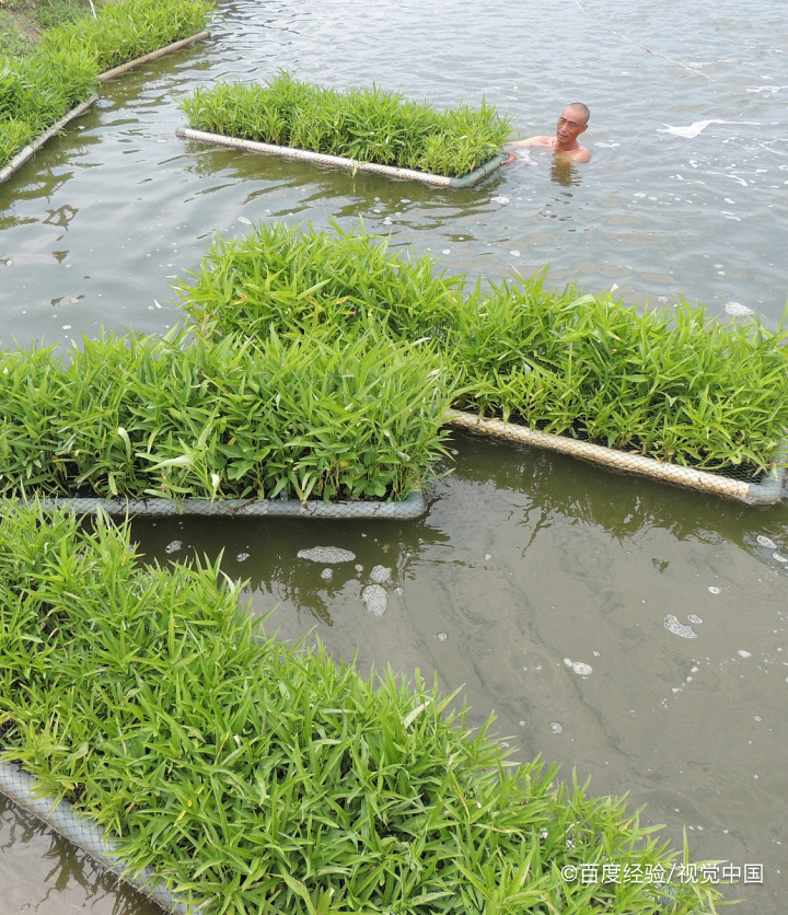 孕妇能不能吃空心菜