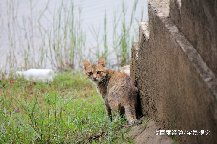 奶猫不吃奶虚弱怎样救