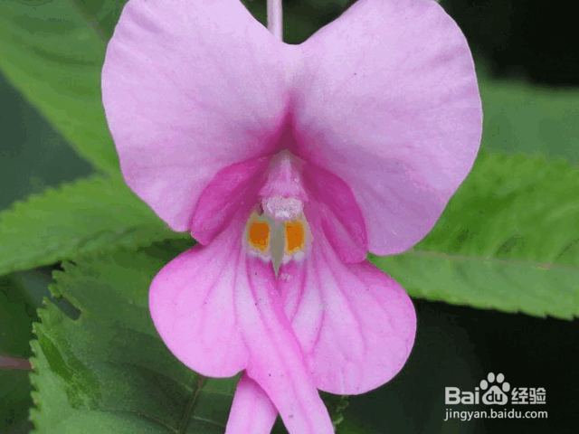 凤仙花的养殖方法和注意事项