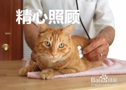 猫咪精神不好食欲不振怎么办