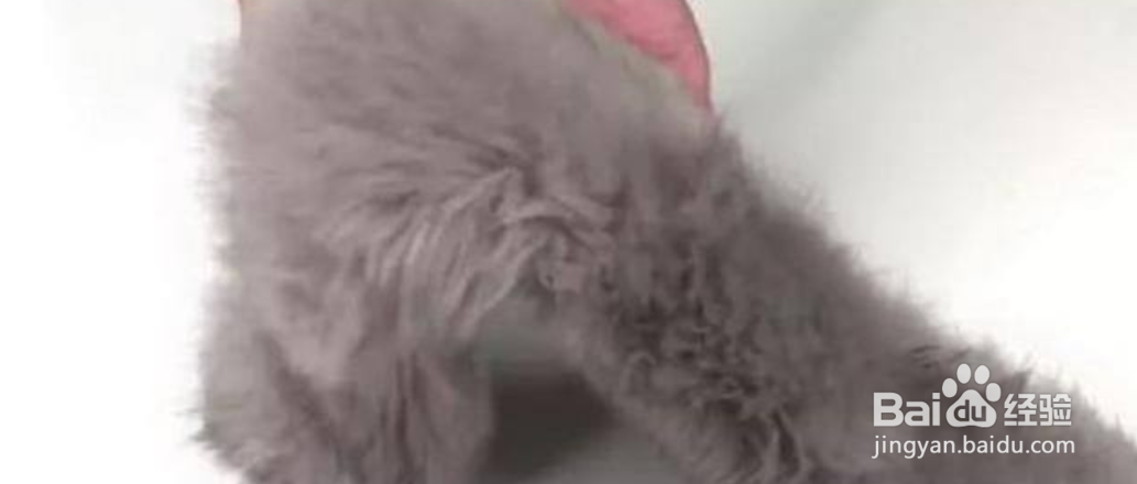 毛领怎样洗才能恢复如初?