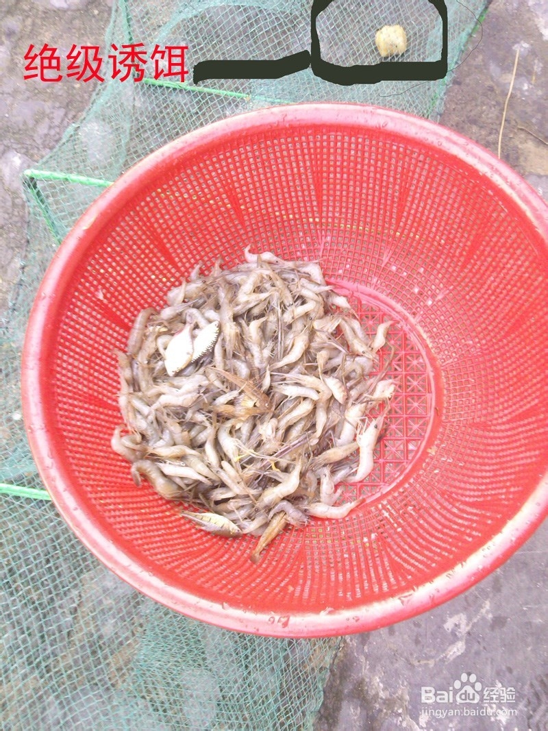 2小时1.4斤塘虾--绝对土方捕虾绝杀饵料