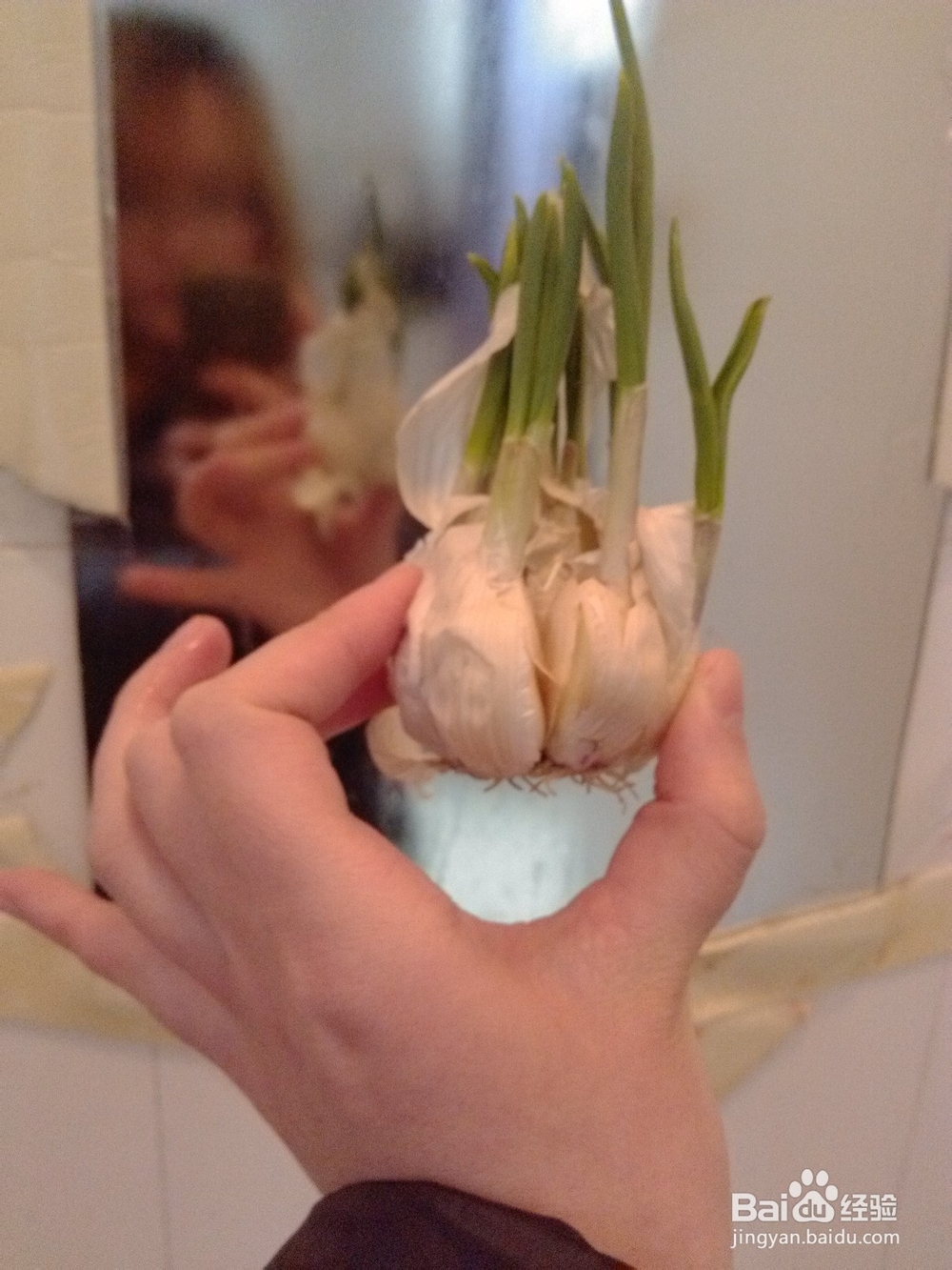 废物利用之废旧花盆移植