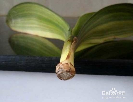 君子兰诱根技巧，不用担心君子兰再烂根了 ￼