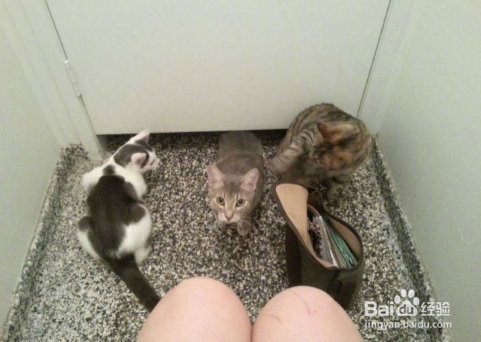 年轻人不要轻易吸猫喔，一日吸猫，终生被奴役！