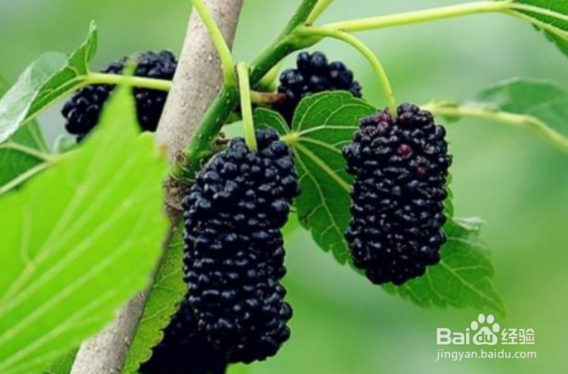 桑树种植时间和方法