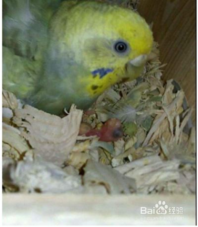 虎皮鹦鹉的脚流血了止不住怎么办