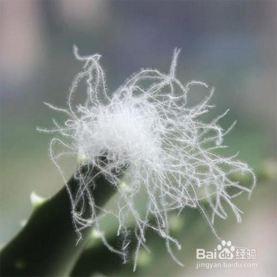 羽绒服毛怎么老跑出来