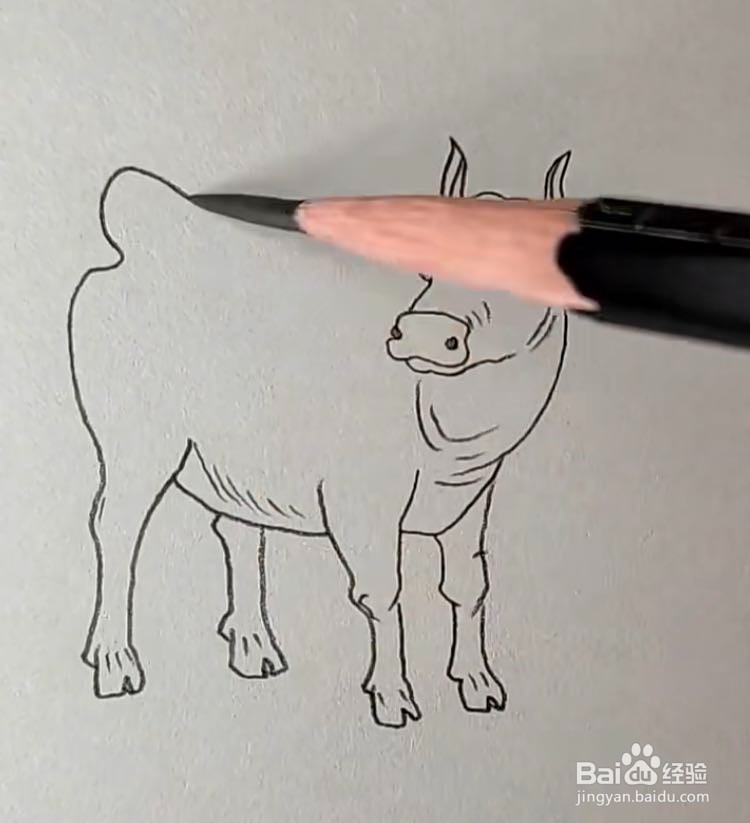 勤劳朴实的牛怎么画