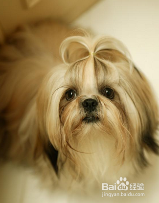 专业的宠物美容师如何修成的