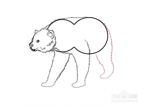 然后用锯齿线条画左后腿和脚.