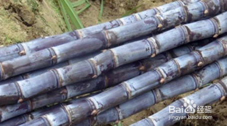 如何选购甘蔗？