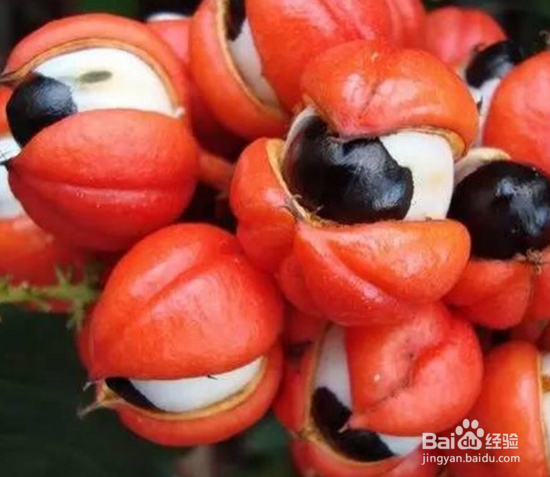 在外旅游时要注意不要误食的美味