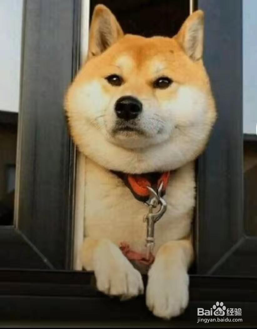 饲养狗狗的正确方法