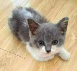 养猫后有什么变化？