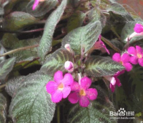 喜荫花的种植及养护要点 百度经验