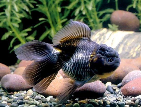 金鱼养殖的技巧