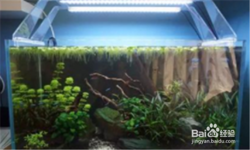 水草泥黑水了怎么处理