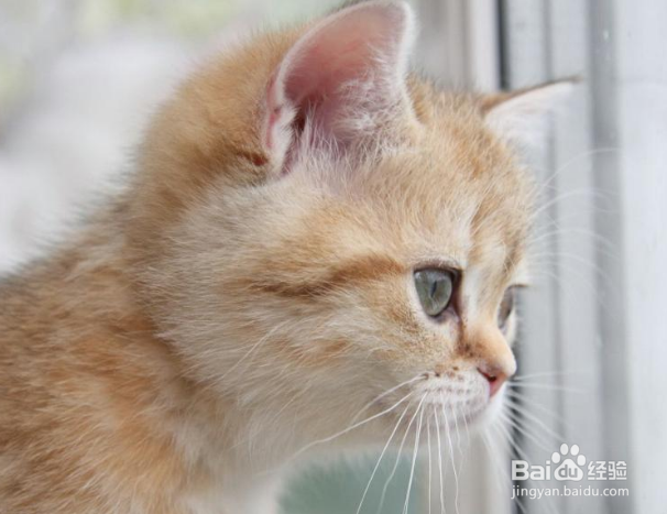 六招教你选择最好的猫粮!