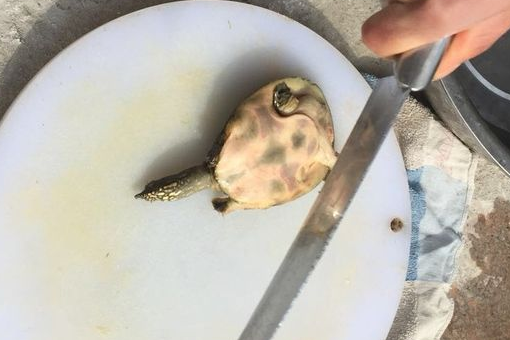 甲鱼怎样宰杀和处理