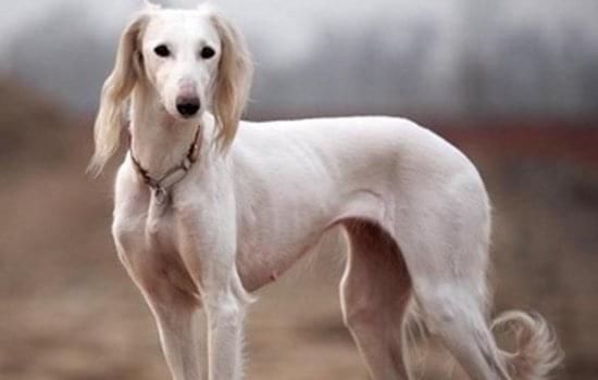 格惠犬一代速度快还是二代