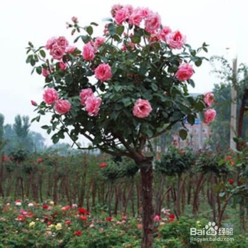月季树养殖方法