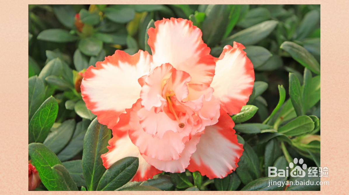 杜鹃花如何浇水和养殖