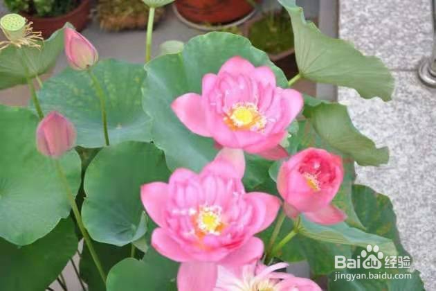 碗莲花种子怎样水栽