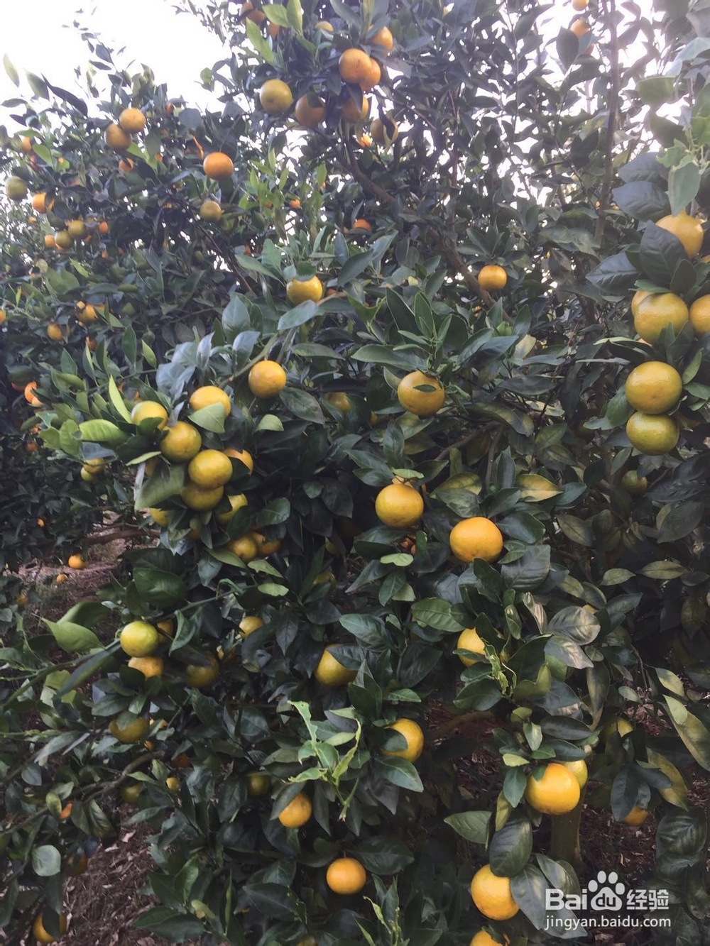 2019年寒假带小孩子去哪里玩好