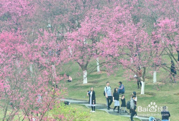 南宁800人扎堆赏樱花,如何安全赏樱花