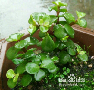 金枝玉叶移盆后叶子掉光了怎么办