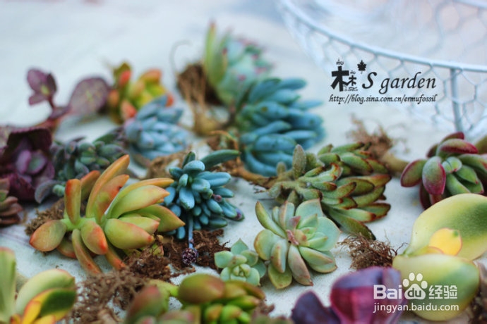 DIY-多肉植物花环