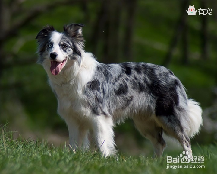 狗界高材生——边牧