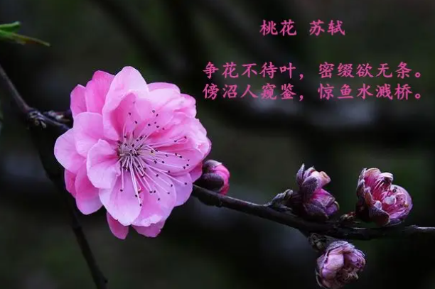 关于桃花的现代诗歌有哪些