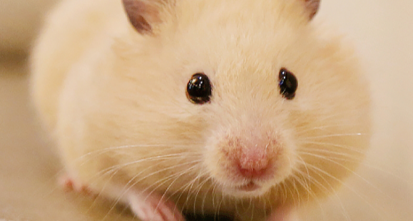 仓鼠能吃糖炒栗子吗