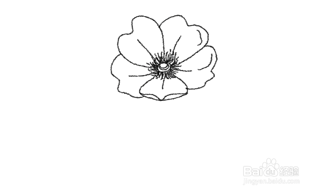 金樱子的花怎么画