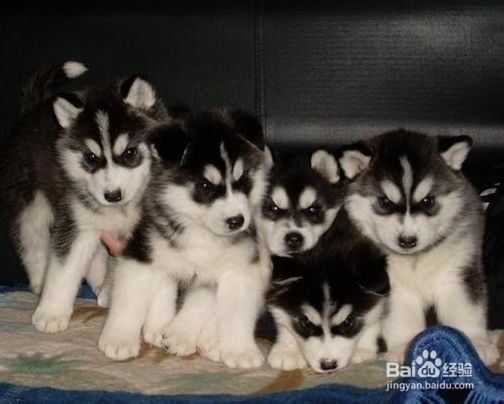 狗狗老掉毛怎么办?需要注意哪些问题?