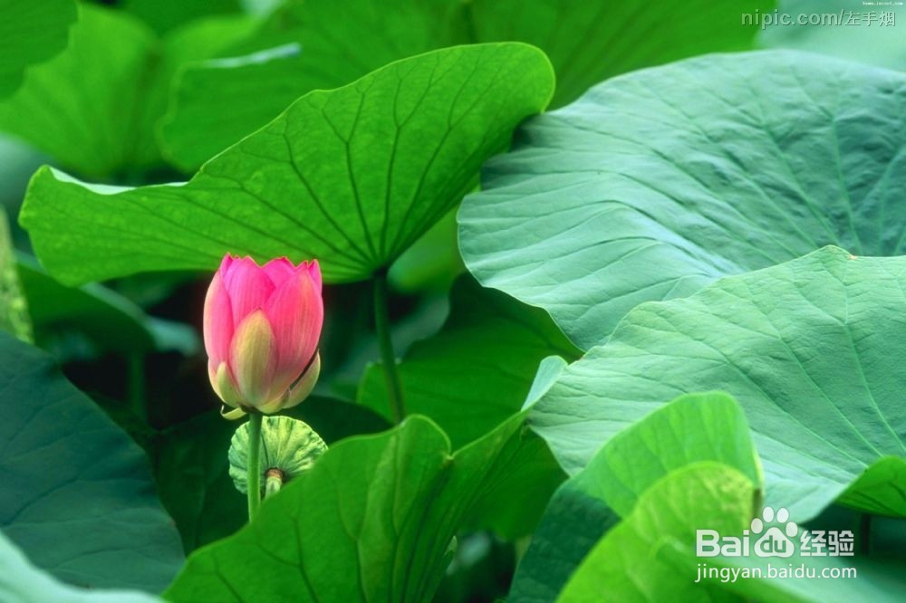 清玻蚀花怎么做