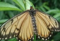 蝴蝶宝宝是怎么引起的